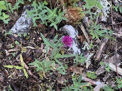 Trifolium alpestre