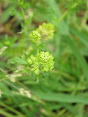 Lepidium bipinnatifidum