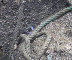 Metopograpsus frontalis