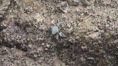 Metopograpsus frontalis