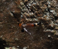 Lordithon lunulatus