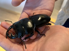 Dorcus antaeus