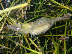 Palaemon adspersus