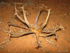 Harpagophytum procumbens