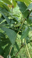 Iguana iguana