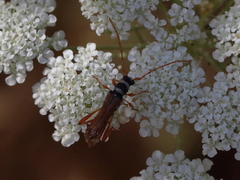 Stenopterus flavicornis