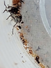 Traumatomutilla bifurca