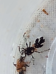 Traumatomutilla bifurca