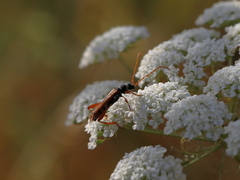 Stenopterus flavicornis