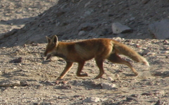 Vulpes vulpes niloticus
