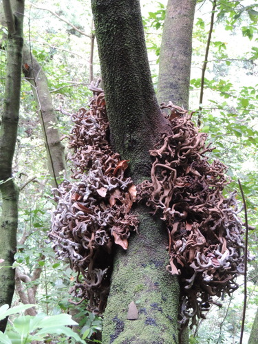 Laurobasidium lauri