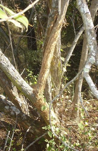 Chacma Baboon (Papio ursinus)