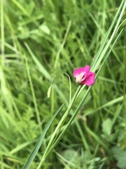 Lathyrus nissolia