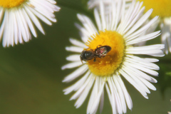 Hylaeus