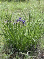 Iris sintenisii