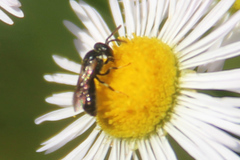 Hylaeus