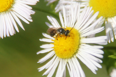 Hylaeus