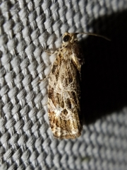 Phaecasiophora confixana