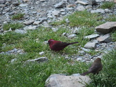 Carpodacus formosanus