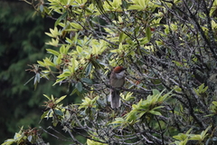 Pterorhinus ruficeps