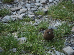Carpodacus formosanus