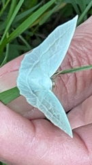 Campaea perlata
