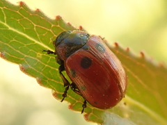 Gonioctena linnaeana