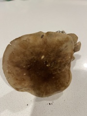 Leucopaxillus eucalyptorum