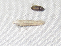 Haplochrois bipunctella