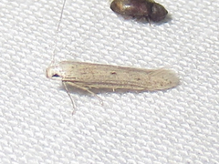 Haplochrois bipunctella