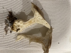 Leucopaxillus eucalyptorum