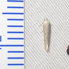 Haplochrois bipunctella