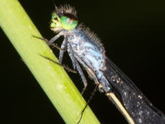 Pseudagrion deningi