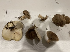 Leucopaxillus eucalyptorum