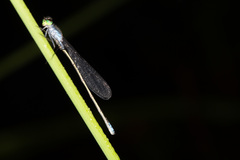 Pseudagrion deningi