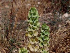 Moluccella laevis