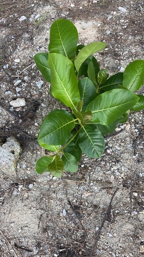 Terminalia samoensis observed 2022-06-10