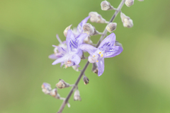 Eriope crassipes