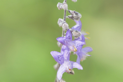 Eriope crassipes