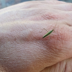 Megaloceroea recticornis