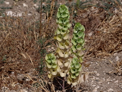 Moluccella laevis