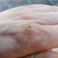 Megaloceroea recticornis