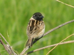 Emberiza yessoensis