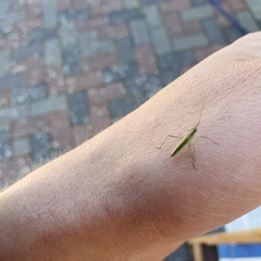 Megaloceroea recticornis