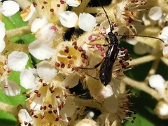 Molorchus umbellatarum