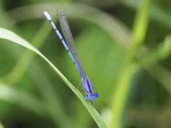 Argia extranea