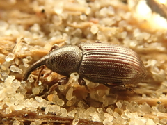 Notaris aethiops
