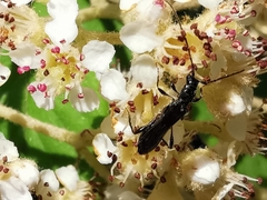 Molorchus umbellatarum