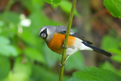 Pyrrhula erythaca