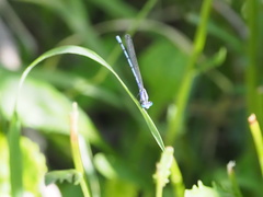 Argia extranea